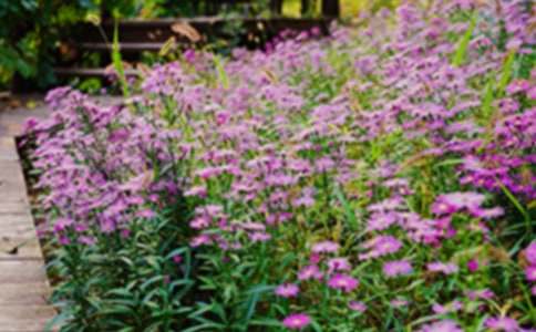 �����˵Ļ�԰���̰�15ƪ