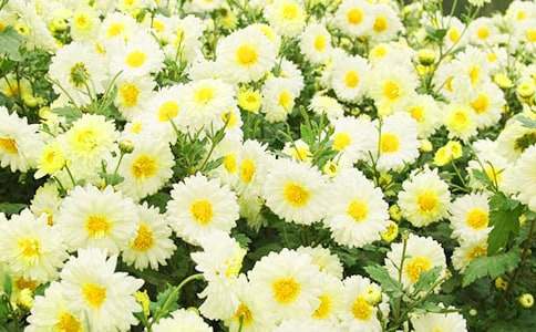 初中菊花的作文4篇