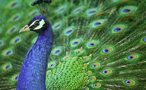 ��ȸ�۲��ռǻ���5ƪ