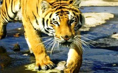 ��һֻ���ҵĴ��ϻ��������