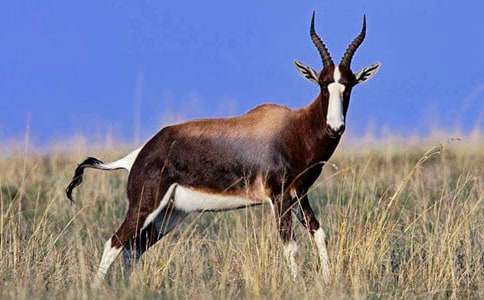 《羚羊木雕》读后感