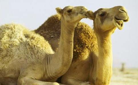 课文《找骆驼》教学反思