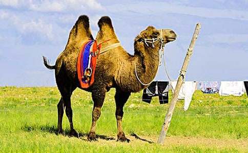 �����������ӡ��и�(15ƪ)