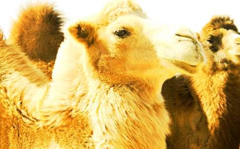 �������Ӷ���кϼ�15ƪ