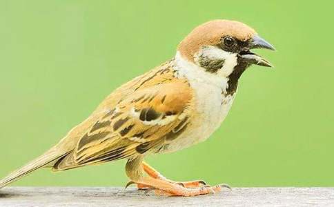 ������ȸ�Ľ�ѧ��˼����9ƪ