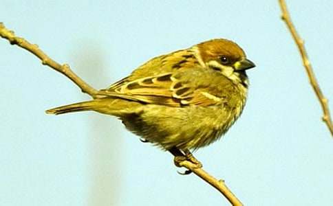 ��ȸ�ڶ���ʱ�Ľ�ѧ��˼