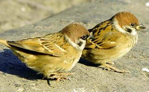 四年级上册麻雀的教学反思范文(通用5篇)