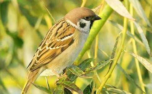 ��ȸ���Ľ�ѧ��˼���ģ�ͨ��10ƪ��