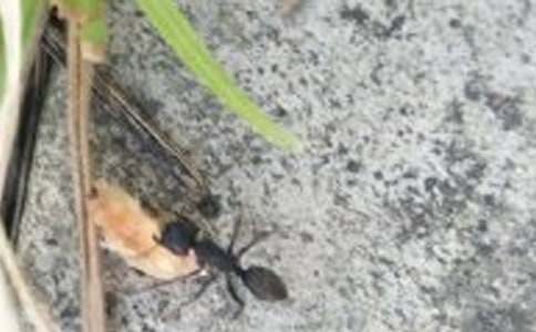 ���Ϲ۲��ռ�4ƪ