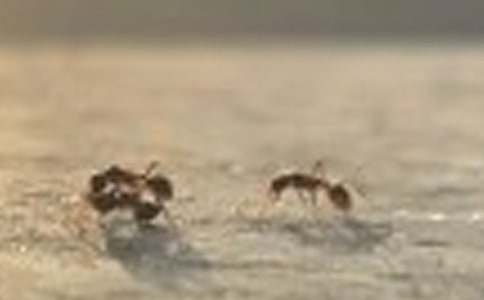 蚂蚁观察日记15篇