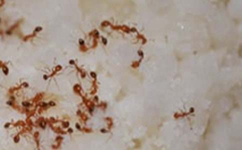 关于蚂蚁观察日记汇总八篇