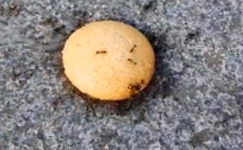 ������ʶ;�����ܡ������