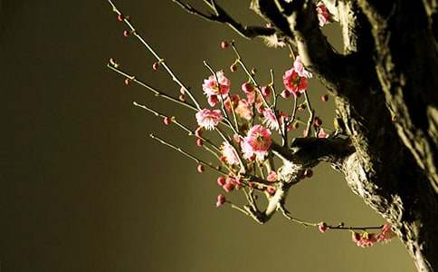 关于梅花的日记(精选42篇)