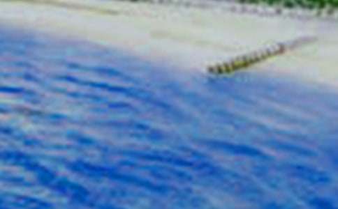 乡村美景小学作文