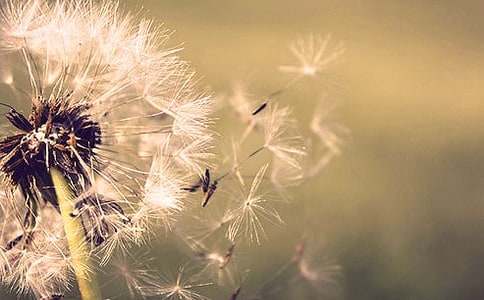 小学语文《蒲公英的梦》教学计划