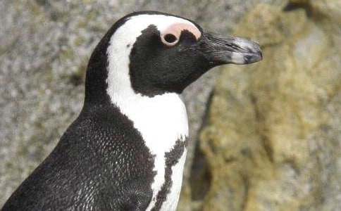 观《帝企鹅日记》有感