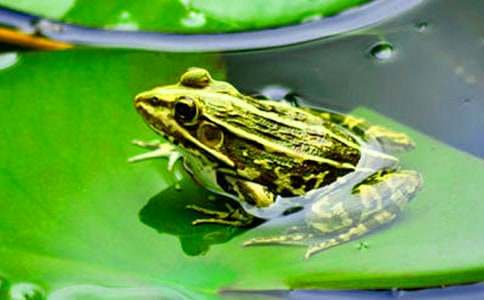 青蛙王子的读后感