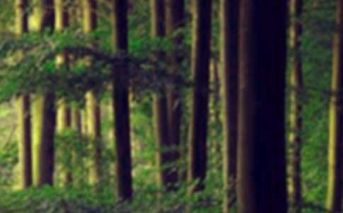 《木偶的森林》读后感(精选27篇)