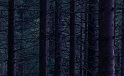 《森林报·冬》读后感12篇