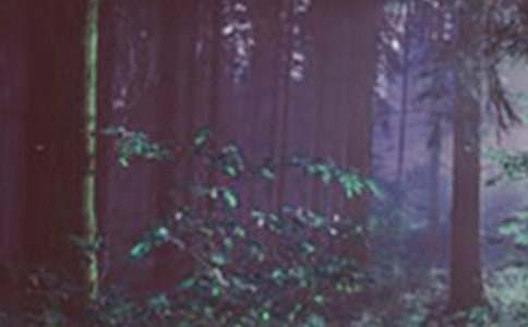 С����ˮɭ�ֽ̰�