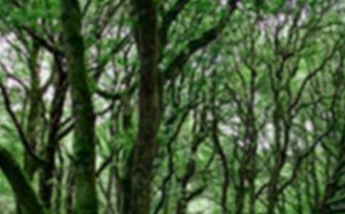 ɭ�ַ���ר��ν̰���ͨ��6ƪ��