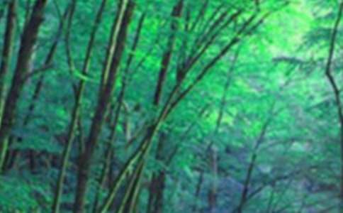 Ų����ɭ�ֶ����12ƪ[�ϼ�]