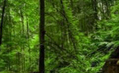 ����ɭ�ַ�������600��