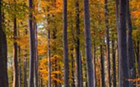 ɭ�ֱ�����С�����15ƪ��