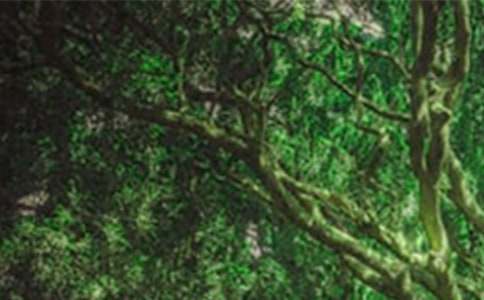 ɭ�ַ�������(���4ƪ)