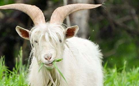 《山羊不吃天堂草》读后感【热门】