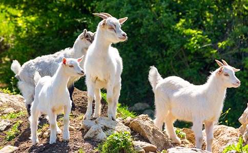 ɽ�������Ծ˵�θ�