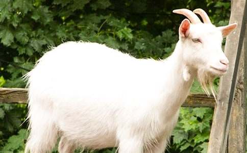 ��ɽ�򲻳����òݡ�����м���15ƪ