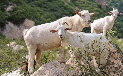 《山羊不吃天堂草》读后感12篇