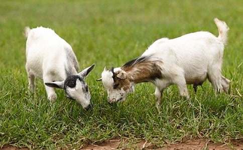 【精】山羊不吃天堂草读后感