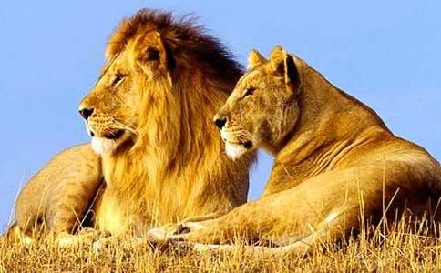 �����Ӻ�ʨ�ӡ�����У�ͨ��28ƪ��