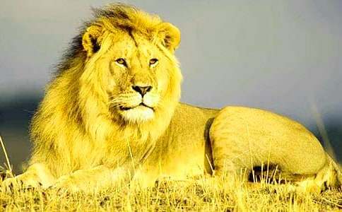 ��ʨ�������ۺ��