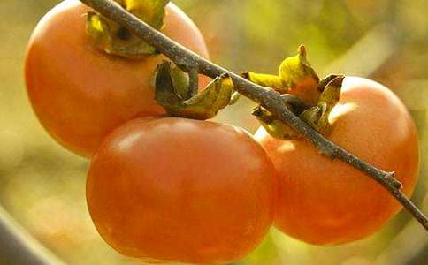 《雪柿子》读后感 13篇