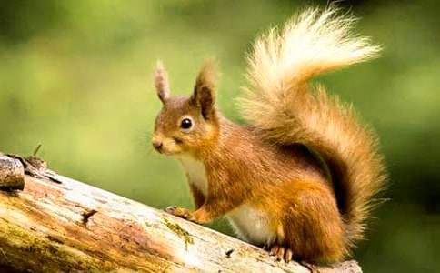 �������С�����β�ͽ̰�