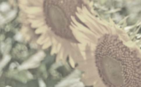 太阳花观察日记范文9篇