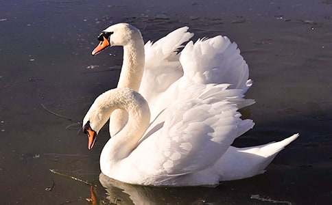 《白天鹅红珊瑚》读后感