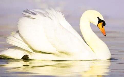 《野天鹅》读后感集锦15篇