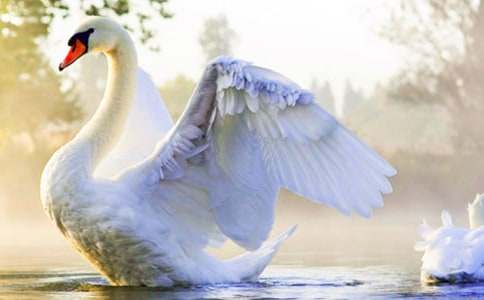 《黑天鹅紫水晶》读后感9篇