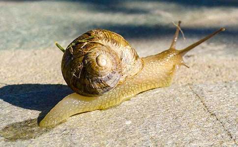 ��ţ�ռǷ��ĺϼ�ʮƪ