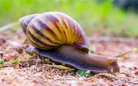 关于观察蜗牛日记4篇