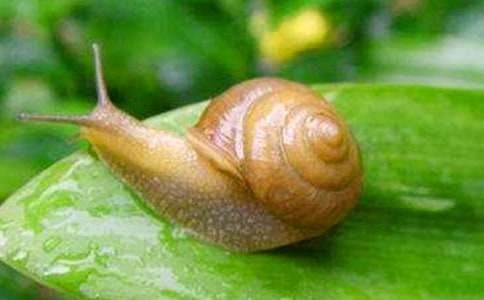 ��С��ţ����ѧ��˼