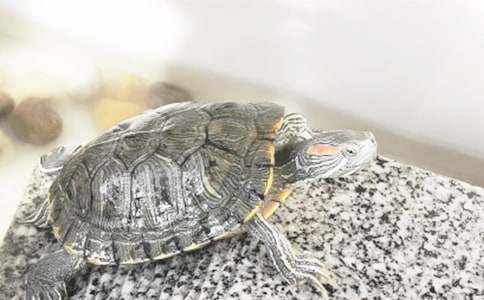 �ڹ�Ĺ۲��ռǾ�ƪ