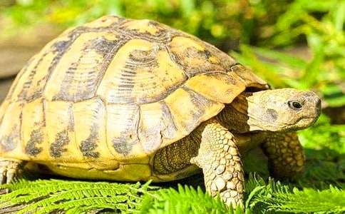 乌龟的观察日记(通用15篇)