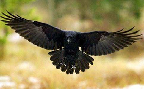 《乌鸦喝水》教案模板集合6篇