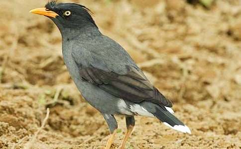 大班语言乌鸦的窝教案