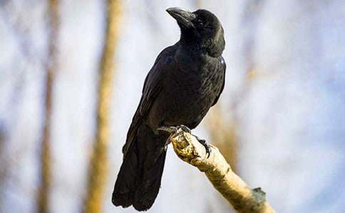 ��ѻ��ˮ�Ľ̰�(15ƪ)